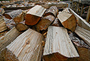 Palivové dřevo rovnané, borovice, délka 33 cm, 1,3 prmr - foto 3