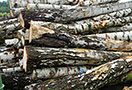 Palivové dřevo rovnané, bříza, délka 33 cm, 1,3 prmr - foto 2