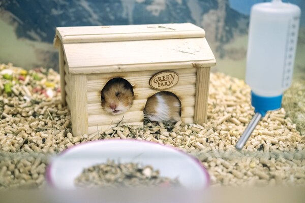 Titulní obrázek článku: Dřevěná peleta mimo oblast vytápění - netradiční způsoby využití